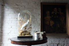 A Good Quality Victorian Dome Cased Taxidermy White Cockatoo c.1880