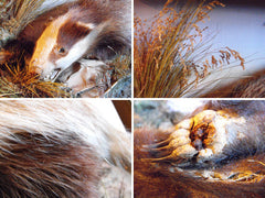 A 20thC Taxidermy Badger in Naturalistic Case