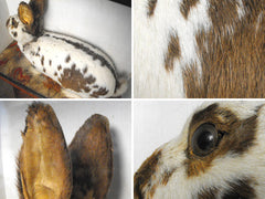 "The Leopard Rabbit"; A Sideshow Taxidermy Oddity in Glazed Case