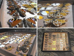 A Fine Early 20th Century Lepidopterist Display Case