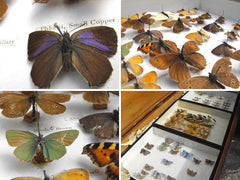 A Good Early 20thC Mahogany Housed Lepidopterist's Collection