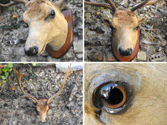 A Fine Vintage Taxidermy Fallow Deer Buck Head Mount on Hardwood Shield