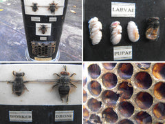 A Fascinating Preserved Natural History Specimen for the Honey Bee; Life History, Prepared by T Gerrard & Co Ltd