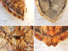 A Fine Early 20thC Antique Loggerhead Turtle Shell