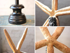 A Decorative Early 20thC Mounted Natural History Specimen of a Starfish