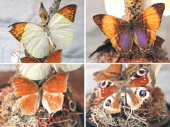 A Beautiful Mid 20thC Dome Cased Lepidopterists' Display