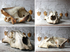 A Good Large Upper Section of a 19thC Male Lion's Skull