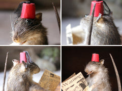 A Comical Mid 20thC Anthropomorphic Taxidermy Rat, Modelled as Tommy Cooper