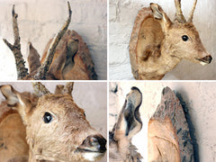 A Charming Mid 20thC Taxidermy Roe Deer Buck Head Mount on Shield