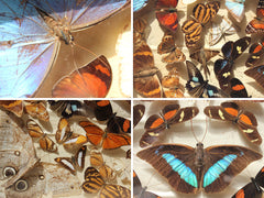 A Decorative c.1900 Mahogany Cased Lepidopterists' Collection