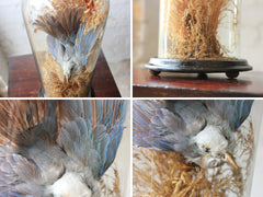A Fine Victorian Taxidermy Bluebird Under a Circular Glass Dome