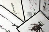 A Decorative Group of Five George III Period Framed & Hand-Coloured Stipple Botanical Engravings from The Temple of Flora; or Garden of Nature c.1799-1809