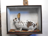 "The Leopard Rabbit"; A Sideshow Taxidermy Oddity in Glazed Case