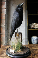 A Fine Quality Contemporary Taxidermy Crow on Ebonised Plinth