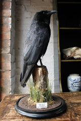 A Fine Quality Contemporary Taxidermy Crow on Ebonised Plinth