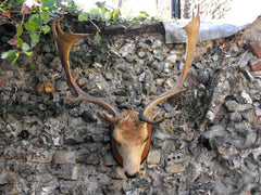A Fine Vintage Taxidermy Fallow Deer Buck Head Mount on Hardwood Shield