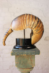 A Fine Early 20thC Natural History Taxidermy Specimen of an Armadillo Shell on Stand