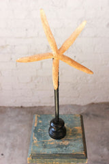 A Decorative Early 20thC Mounted Natural History Specimen of a Starfish