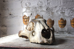 A Good Large Upper Section of a 19thC Male Lion's Skull