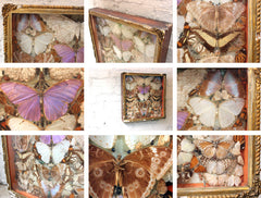 A Glorious Late 19thC Shadow Box Framed Entomology Collection
