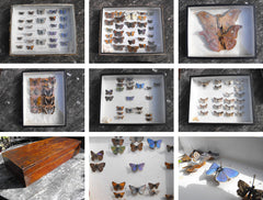 A Good Early 20thC Mahogany Housed Lepidopterist's Collection