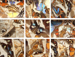 A Decorative c.1900 Mahogany Cased Lepidopterists' Collection
