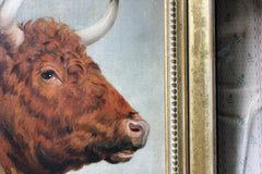 A 19thC English School Study of a Red Devon Bull