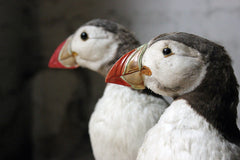A Delightful Pair of Mid 20thC Taxidermy Atlantic Puffins