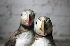 A Delightful Pair of Mid 20thC Taxidermy Atlantic Puffins