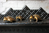A Fine Trio of c.1890 Taxidermy Terrapins