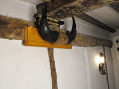 A Good Pair of Taxidermy Mounted American Plains Bison Horns