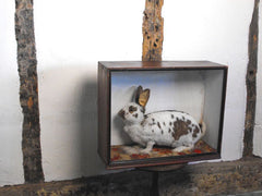 "The Leopard Rabbit"; A Sideshow Taxidermy Oddity in Glazed Case