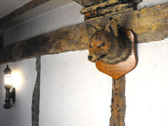 A Fine Early 20thC Mounted Taxidermy Fox Mask Dated to 1914