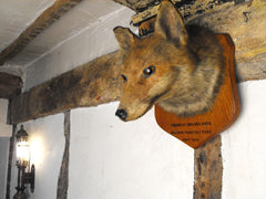 A Fantastic Early 20thC Mounted Taxidermy Fox Mask Dated to 1916