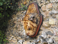 A c.1900 Taxidermy Mounted Tiger Head on Shield