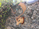 A Fine Vintage Taxidermy Fallow Deer Buck Head Mount on Hardwood Shield