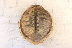 A Fine Early 20thC Antique Loggerhead Turtle Shell