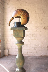A Fine Early 20thC Natural History Taxidermy Specimen of an Armadillo Shell on Stand
