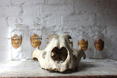 A Good Large Upper Section of a 19thC Male Lion's Skull