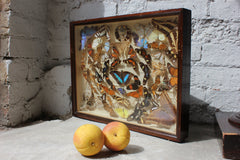 A Decorative c.1900 Mahogany Cased Lepidopterists' Collection