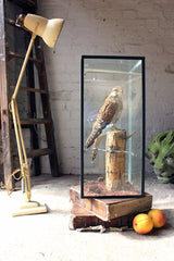 A Fine c.1940 Taxidermy Kestrel in a Glazed Case