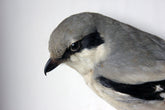 A Beautiful Museum Cased Taxidermy Great Grey Shrike c.1890-1900, formerly of The Hancock Museum
