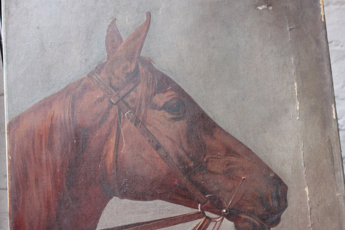 A Good Oil on Canvas Study of a Horse's Head, Dated 1912