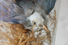 A Fine Victorian Taxidermy Bluebird Under a Circular Glass Dome