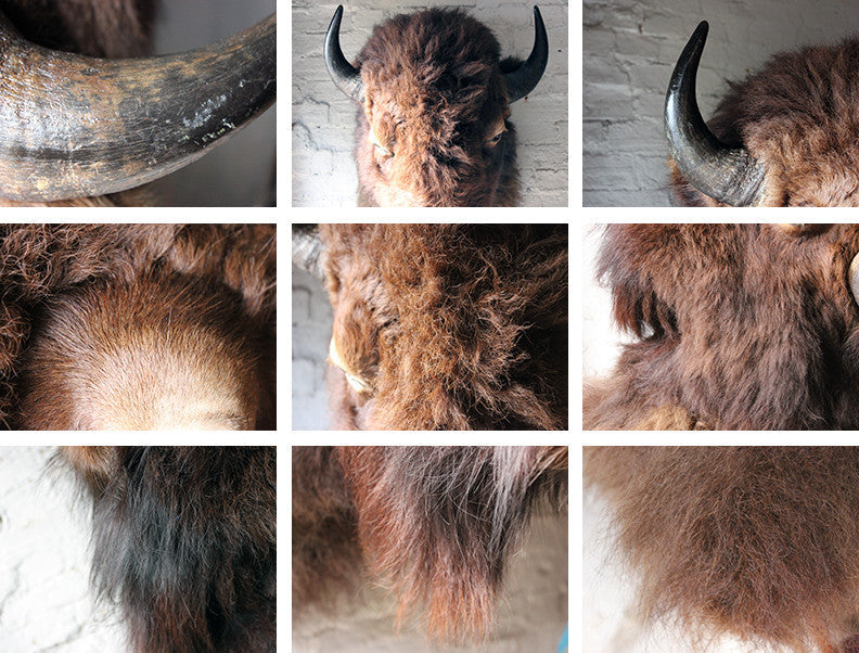 A Good Quality Mid 20thC Taxidermy Bison Head Mount