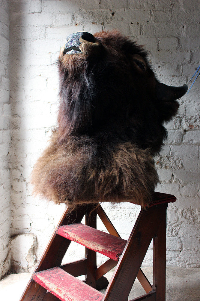 A Good Quality Mid 20thC Taxidermy Bison Head Mount