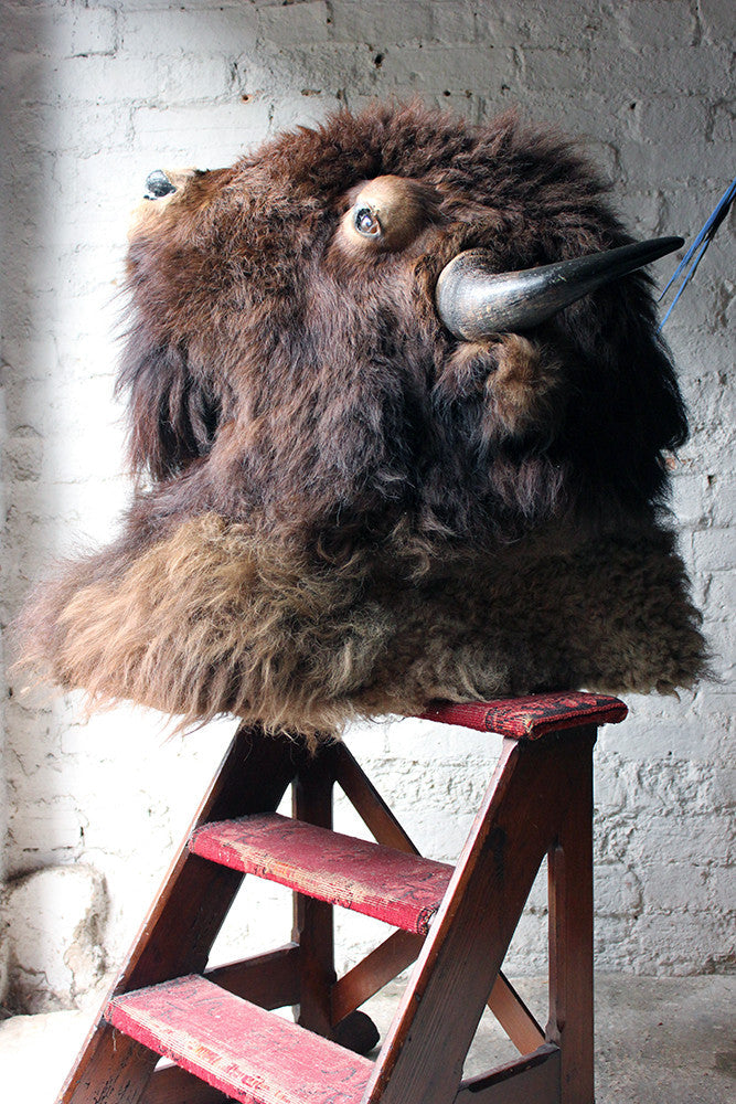 A Good Quality Mid 20thC Taxidermy Bison Head Mount