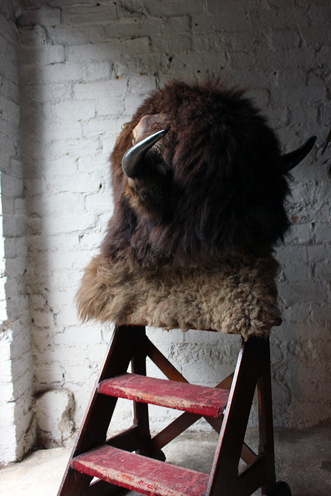 A Good Quality Mid 20thC Taxidermy Bison Head Mount
