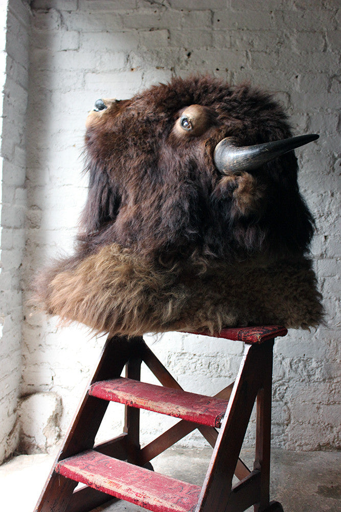 A Good Quality Mid 20thC Taxidermy Bison Head Mount