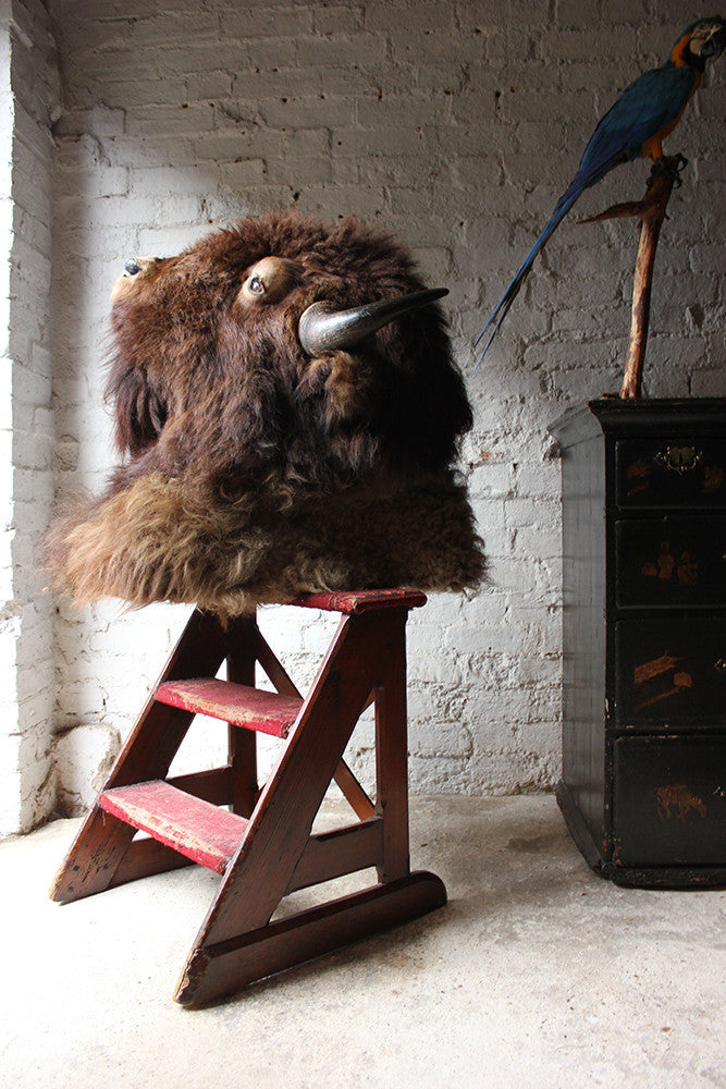 A Good Quality Mid 20thC Taxidermy Bison Head Mount